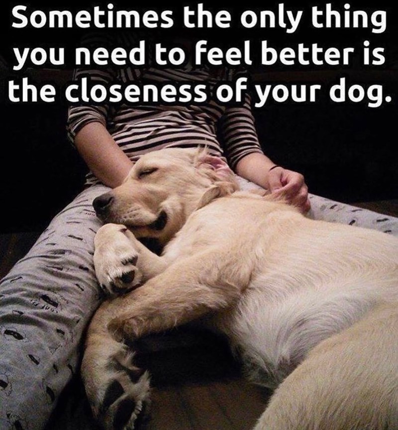 Sometimes the only thing you need to feel better is the closeness of your dog.