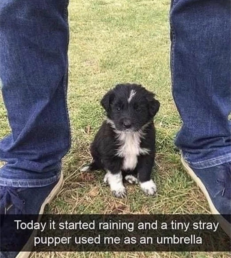 Today it started raining and a tiny stray pupper used me as an umbrella