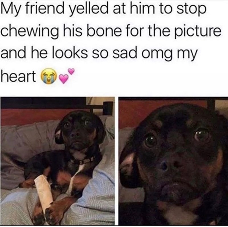 My friend yelled at him to stop chewing his bone for the picture and he looks so sad omg my heart