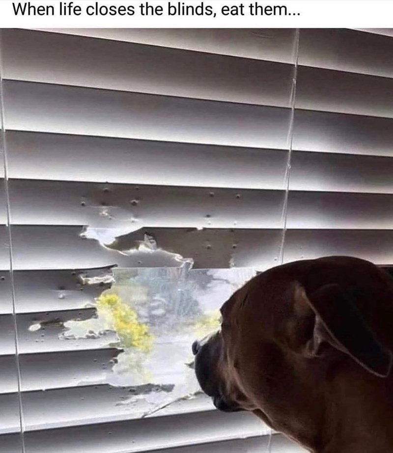 When life closes the blinds, eat them...