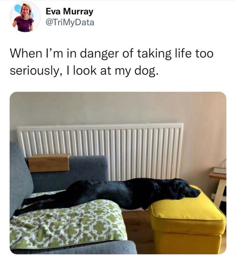 Eva Murray @TriMyData When I'm in danger of taking life too seriously, I look at my dog.