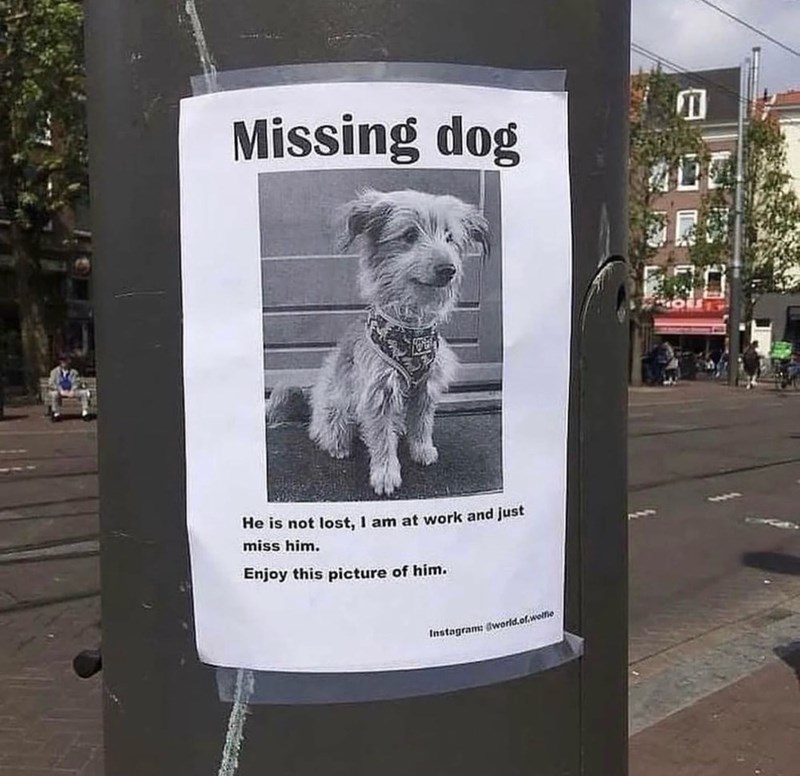Missing dog ALL He is not lost, I am at work and just miss him. Enjoy this picture of him. Instagram: @world.of.wolfie