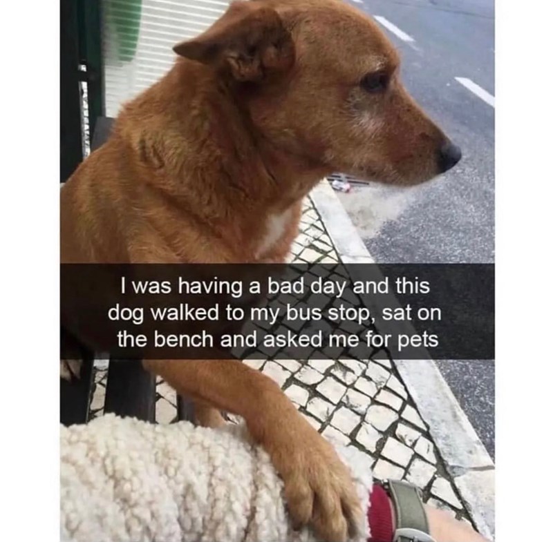 I was having a bad day and this dog walked to my bus stop, sat on the bench and asked me for pets