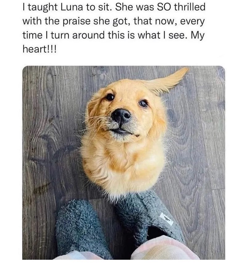 I taught Luna to sit. She was SO thrilled with the praise she got, that now, every time I turn around this is what I see. My heart!!!