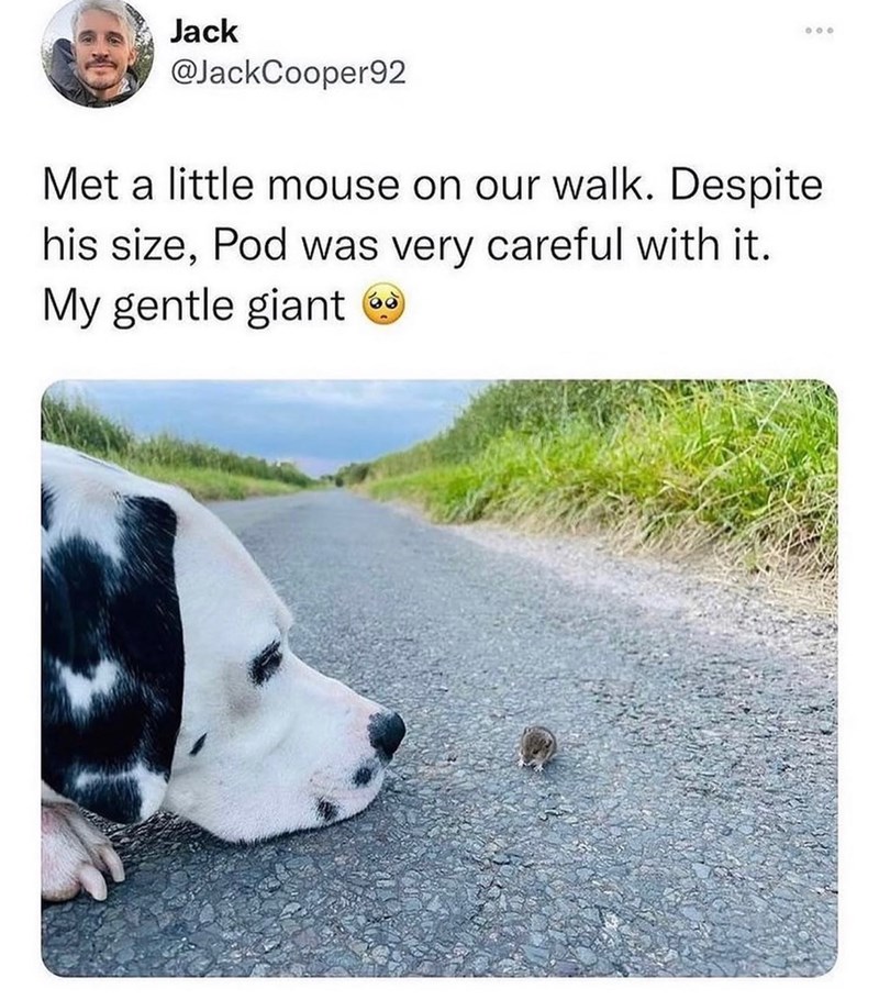 Jack @JackCooper92 000 Met a little mouse on our walk. Despite his size, Pod was very careful with it. My gentle giant