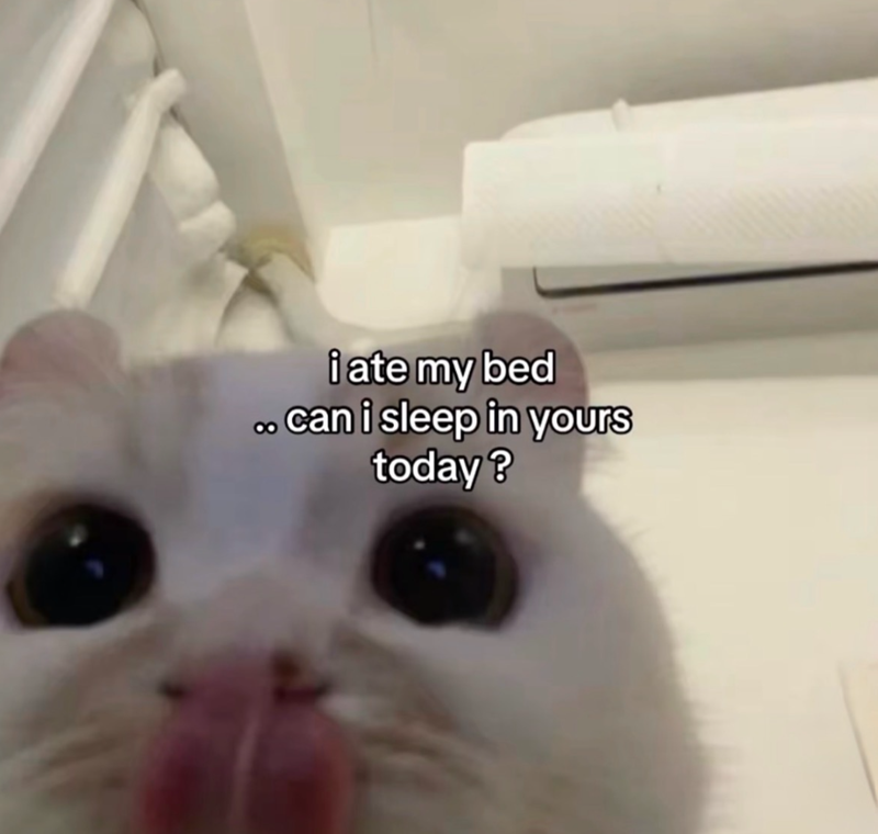 i ate my bed .. can i sleep in yours today?