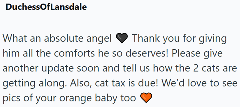 DuchessOfLansdale What an absolute angel Thank you for giving him all the comforts he so deserves! Please give another update soon and tell us how the 2 cats are getting along. Also, cat tax is due! We'd love to see pics of your orange baby too