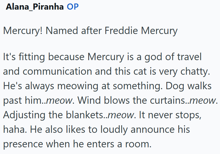 Alana_Piranha OP Mercury! Named after Freddie Mercury It's fitting because Mercury is a god of travel and communication and this cat is very chatty. He's always meowing at something. Dog walks past him..meow. Wind blows the curtains..meow. Adjusting the blankets..meow. It never stops, haha. He also likes to loudly announce his presence when he enters a room.