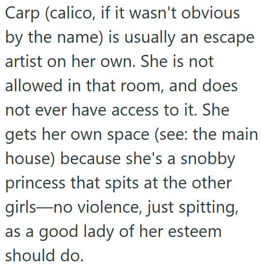 Carp (calico, if it wasn't obvious by the name) is usually an escape artist on her own. She is not allowed in that room, and does not ever have access to it. She gets her own space (see: the main house) because she's a snobby princess that spits at the other girls-no violence, just spitting, as a good lady of her esteem should do.