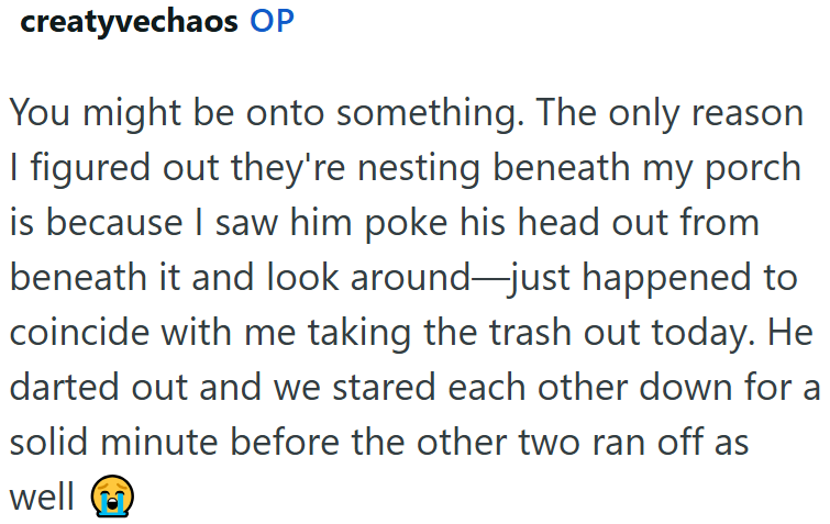 creatyvechaos OP You might be onto something. The only reason I figured out they're nesting beneath my porch is because I saw him poke his head out from beneath it and look around—just happened to coincide with me taking the trash out today. He darted out and we stared each other down for a solid minute before the other two ran off as well