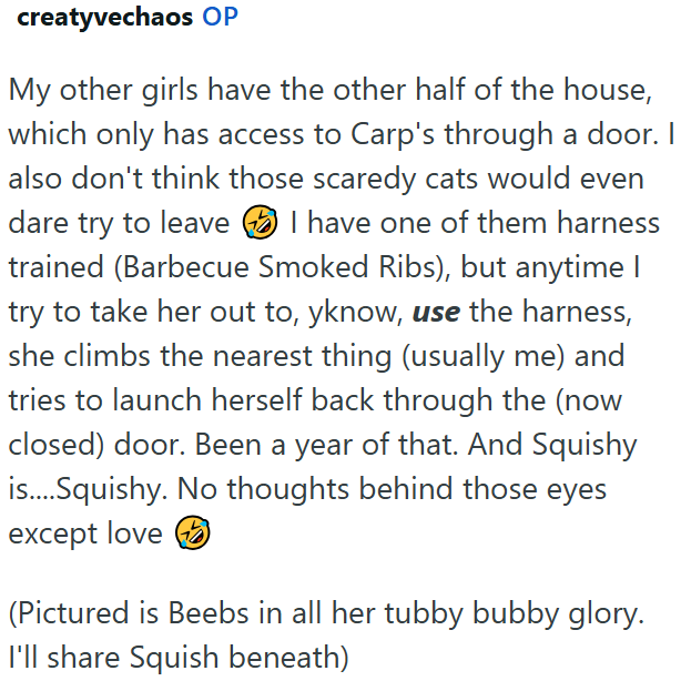 creatyvechaos OP My other girls have the other half of the house, which only has access to Carp's through a door. I also don't think those scaredy cats would even dare try to leave ②I have one of them harness trained (Barbecue Smoked Ribs), but anytime I try to take her out to, yknow, use the harness, she climbs the nearest thing (usually me) and tries to launch herself back through the (now closed) door. Been a year of that. And Squishy is....Squishy. No thoughts behind those eyes except love (