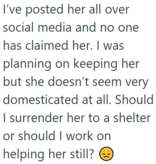 I've posted her all over social media and no one has claimed her. I was planning on keeping her but she doesn't seem very domesticated at all. Should I surrender her to a shelter or should I work on helping her still?