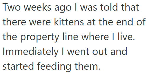 Two weeks ago I was told that there were kittens at the end of the property line where I live. Immediately I went out and started feeding them.