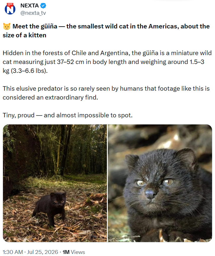 NEXTA @nexta_tv Meet the güiña — the smallest wild cat in the Americas, about the size of a kitten Hidden in the forests of Chile and Argentina, the guiña is a miniature wild cat measuring just 37-52 cm in body length and weighing around 1.5-3 kg (3.3-6.6 lbs). This elusive predator is so rarely seen by humans that footage like this is considered an extraordinary find. Tiny, proud—and almost impossible to spot. . 1:30 AM ⚫ Jul 25, 2026 1M Views