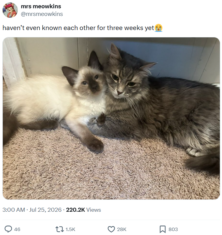 mrs meowkins @mrsmeowkins haven't even known each other for three weeks yet 3:00 AM ⚫ Jul 25, 2026 .220.2K Views 46 1.5K 28K 803