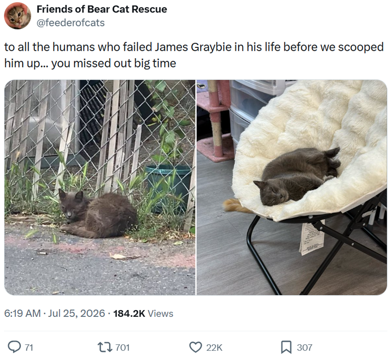 Friends of Bear Cat Rescue @feederofcats to all the humans who failed James Graybie in his life before we scooped him up... you missed out big time 6:19 AM ⚫ Jul 25, 2026 184.2K Views Q71 1701 22K 307 7