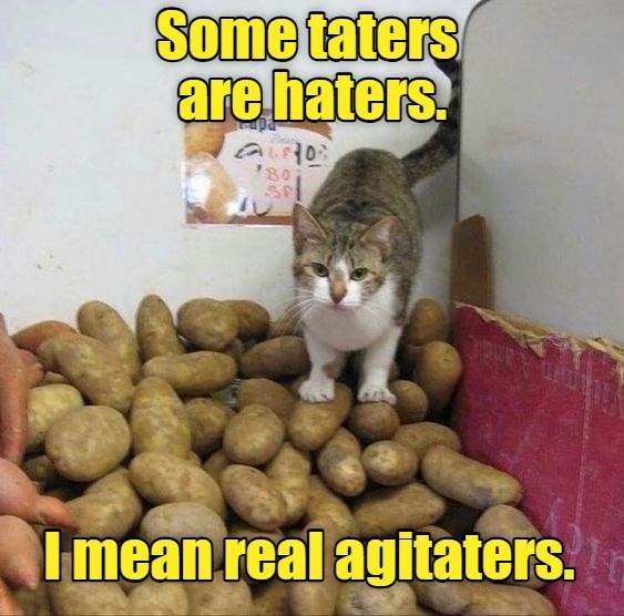 Cheezburger Image 10650976000