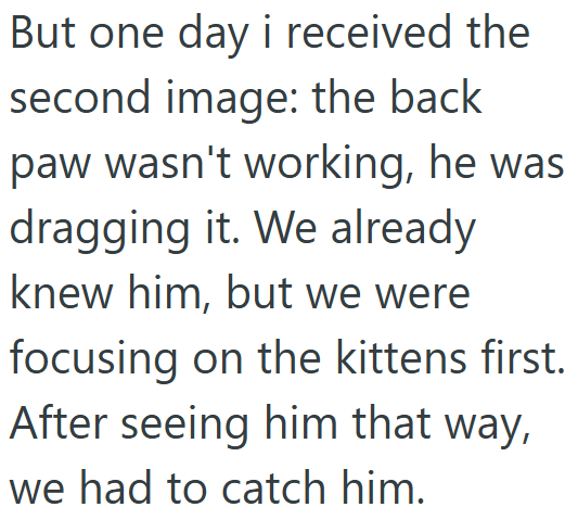 But one day i received the second image: the back paw wasn't working, he was dragging it. We already knew him, but we were focusing on the kittens first. After seeing him that way, we had to catch him.