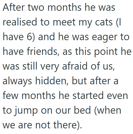 After two months he was realised to meet my cats (I have 6) and he was eager to have friends, as this point he was still very afraid of us, always hidden, but after a few months he started even to jump on our bed (when we are not there).