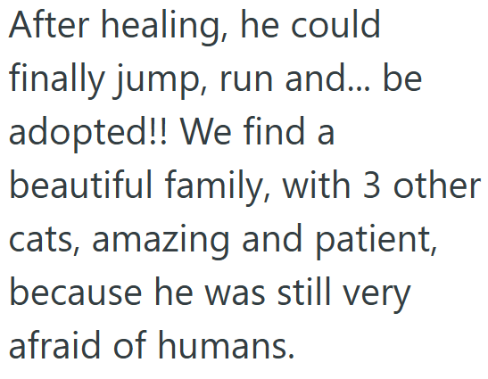 After healing, he could finally jump, run and... be adopted!! We find a beautiful family, with 3 other cats, amazing and patient, because he was still very afraid of humans.