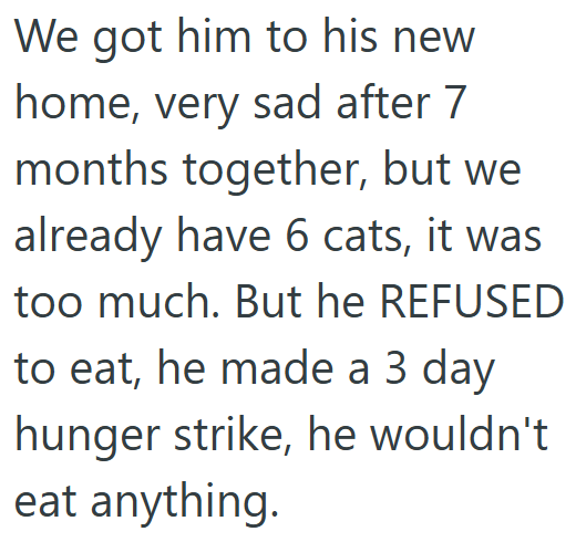 We got him to his new home, very sad after 7 months together, but we already have 6 cats, it was too much. But he REFUSED to eat, he made a 3 day hunger strike, he wouldn't eat anything.