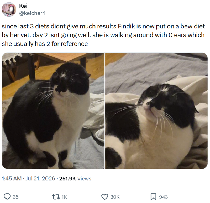 Kei @keicherri since last 3 diets didnt give much results Findik is now put on a bew diet by her vet. day 2 isnt going well. she is walking around with O ears which she usually has 2 for reference 1:45 AM · Jul 21, 2026 - 251.9K Views . 35 1K 30K 943