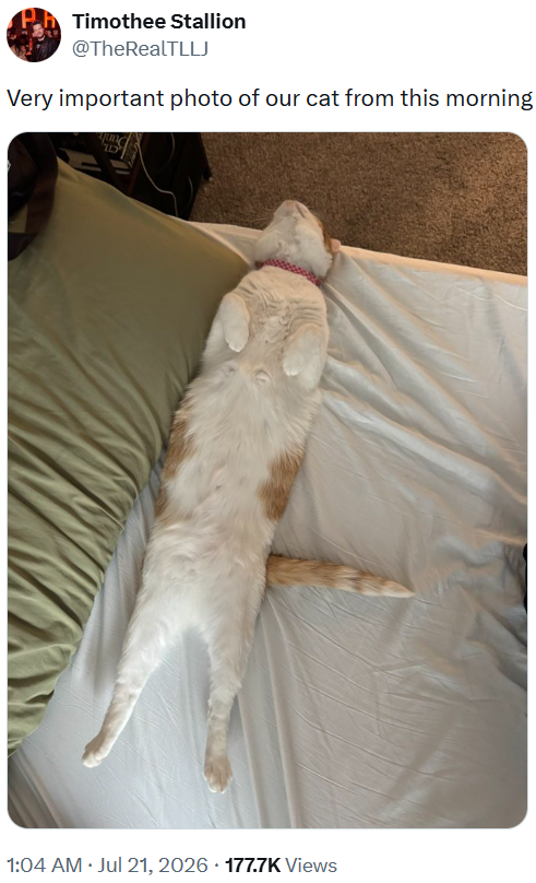Timothee Stallion @TheRealTLLJ Very important photo of our cat from this morning D 1:04 AM · Jul 21, 2026 177.7K Views