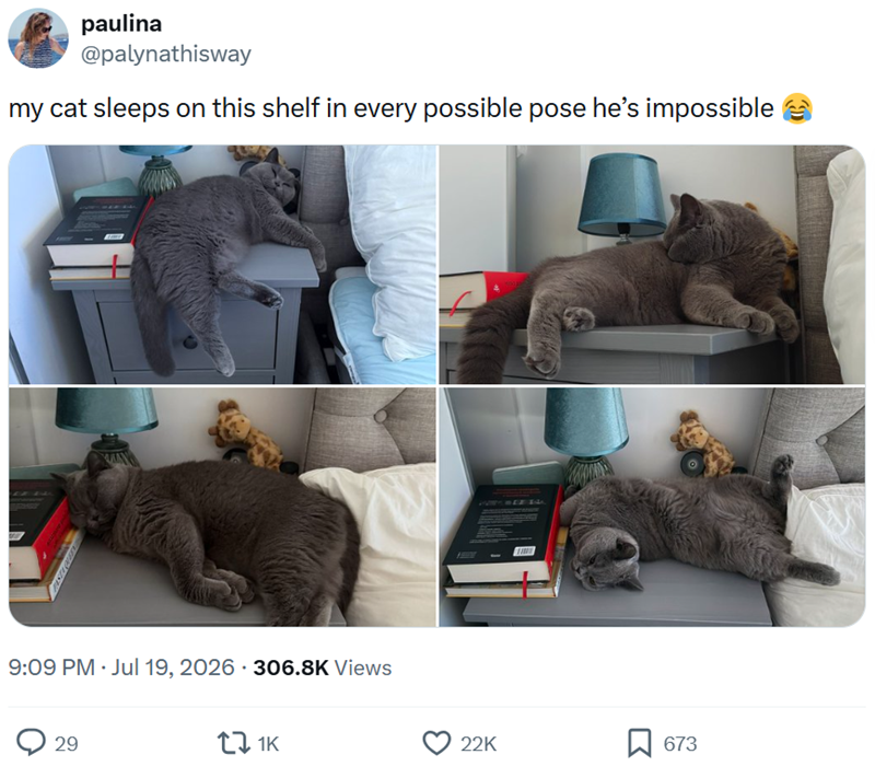 paulina @palynathisway my cat sleeps on this shelf in every possible pose he's impossible • • 9:09 PM Jul 19, 2026 306.8K Views 29 11K 22K 673