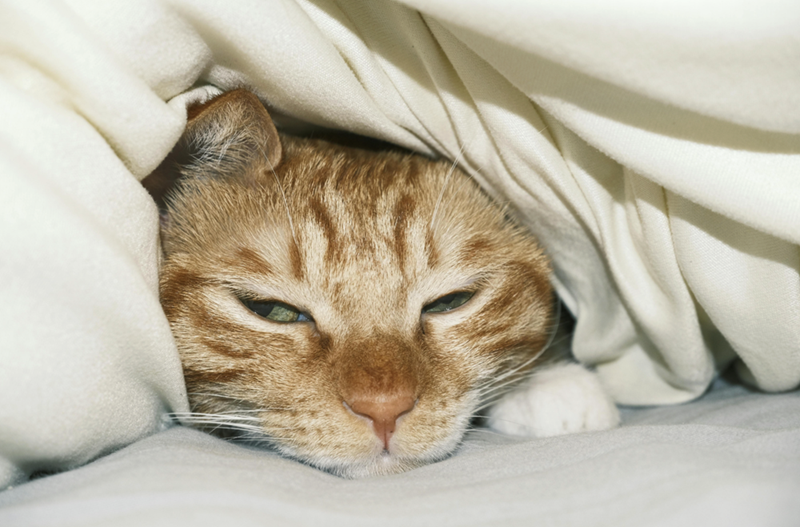 Cat's head peeking out from under blankets.