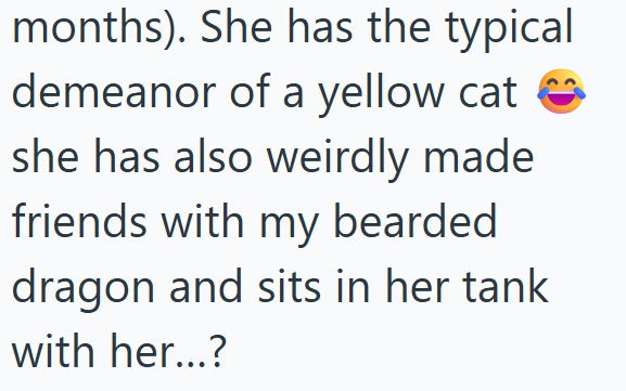 months). She has the typical demeanor of a yellow cat she has also weirdly made friends with my bearded dragon and sits in her tank with her...?