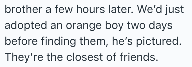 brother a few hours later. We'd just adopted an orange boy two days before finding them, he's pictured. They're the closest of friends.