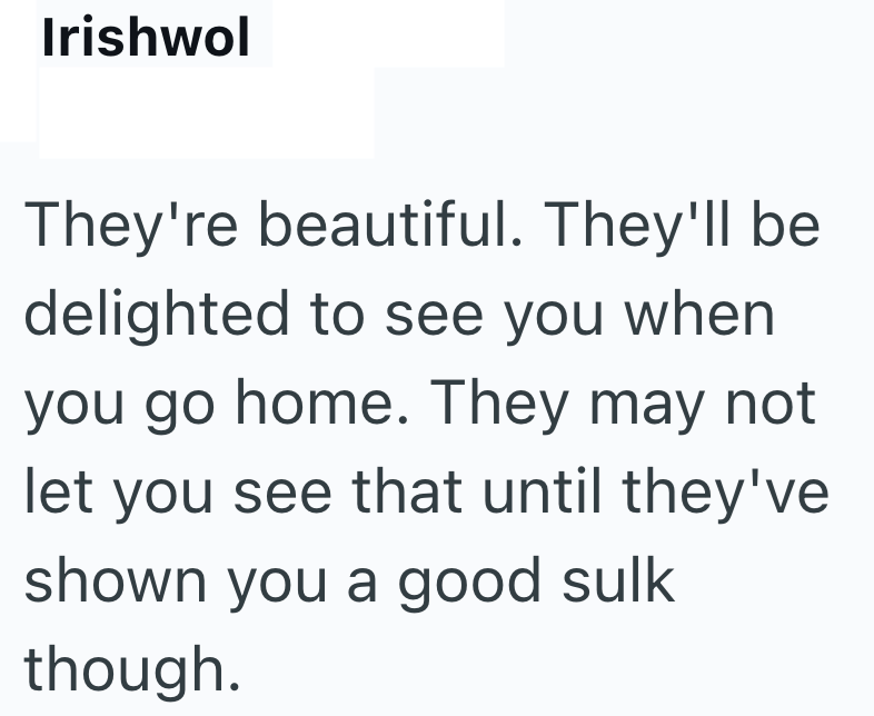 Irishwol They're beautiful. They'll be delighted to see you when you go home. They may not let you see that until they've shown you a good sulk though.
