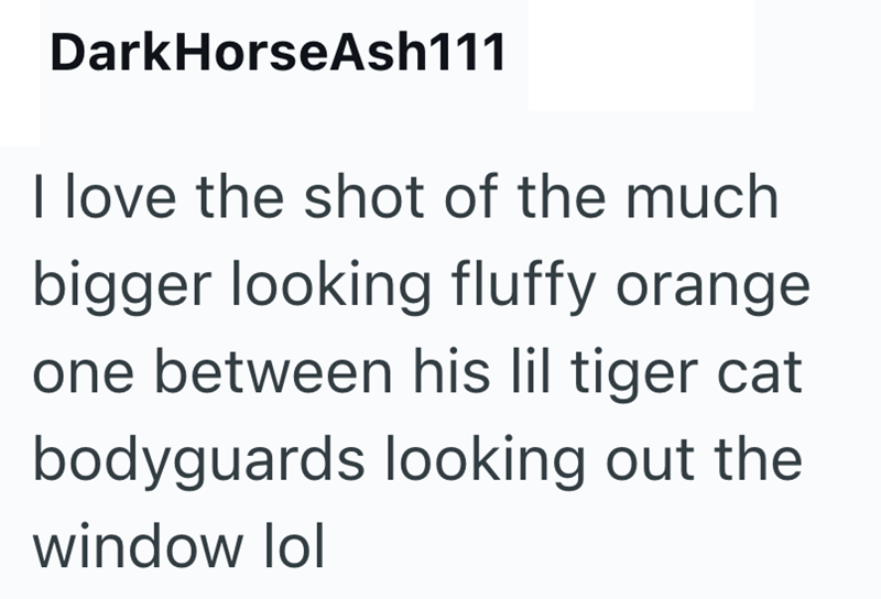DarkHorseAsh111 I love the shot of the much bigger looking fluffy orange. one between his lil tiger cat bodyguards looking out the window lol