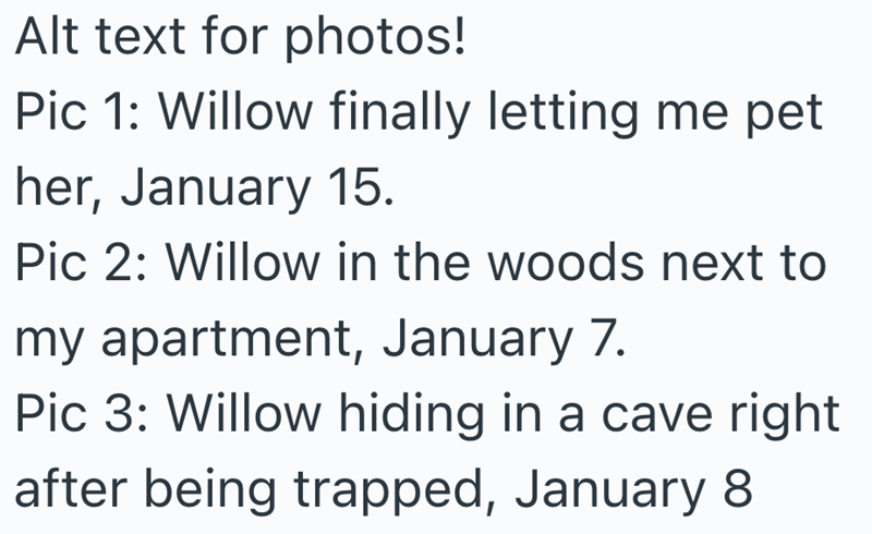 Alt text for photos! Pic 1: Willow finally letting me pet her, January 15. Pic 2: Willow in the woods next to my apartment, January 7. Pic 3: Willow hiding in a cave right after being trapped, January 8
