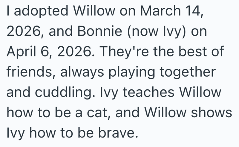 I adopted Willow on March 14, 2026, and Bonnie (now Ivy) on April 6, 2026. They're the best of friends, always playing together and cuddling. Ivy teaches Willow how to be a cat, and Willow shows Ivy how to be brave.