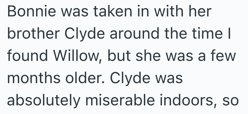 Bonnie was taken in with her brother Clyde around the time I found Willow, but she was a few months older. Clyde was absolutely miserable indoors, so