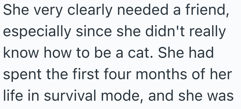 She very clearly needed a friend, especially since she didn't really know how to be a cat. She had spent the first four months of her life in survival mode, and she was