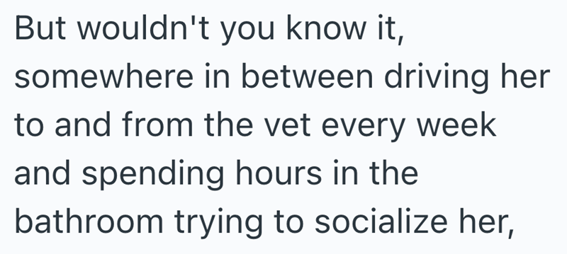 But wouldn't you know it, somewhere in between driving her to and from the vet every week and spending hours in the bathroom trying to socialize her,