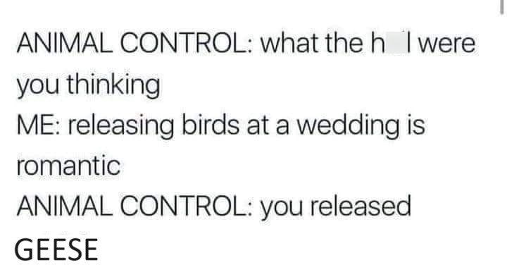 ANIMAL CONTROL: what the h I were you thinking ME: releasing birds at a wedding is romantic ANIMAL CONTROL: you released GEESE