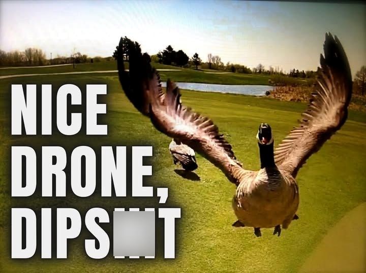 NICE DRONE DIPSINT