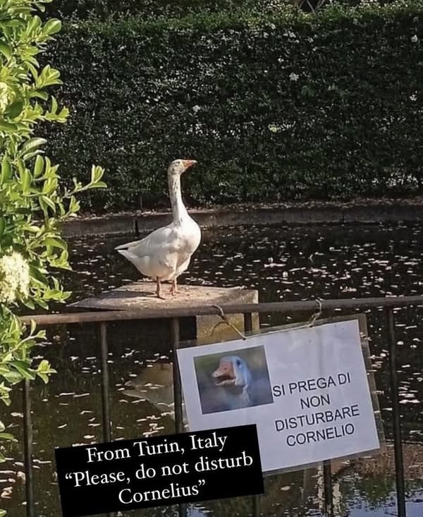 From Turin, Italy "Please, do not disturb Cornelius" SI PREGA DI NON DISTURBARE CORNELIO