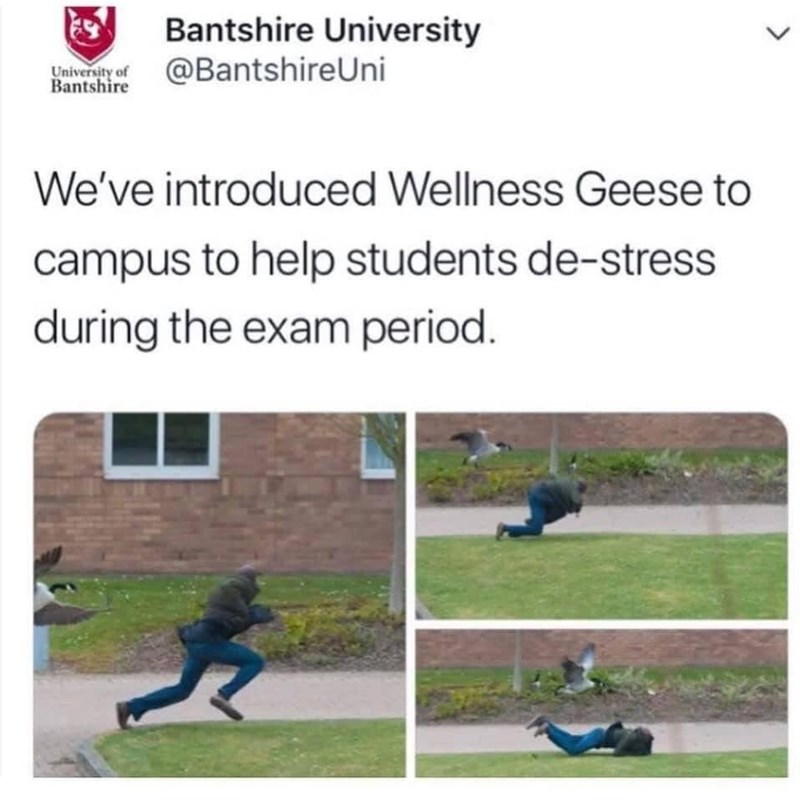 University of Bantshire Bantshire University @BantshireUni We've introduced Wellness Geese to campus to help students de-stress during the exam period.
