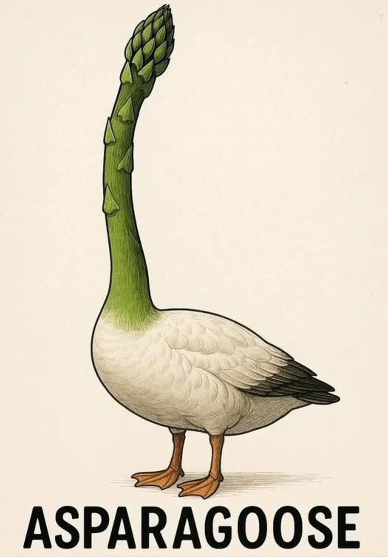 ASPARAGOOSE