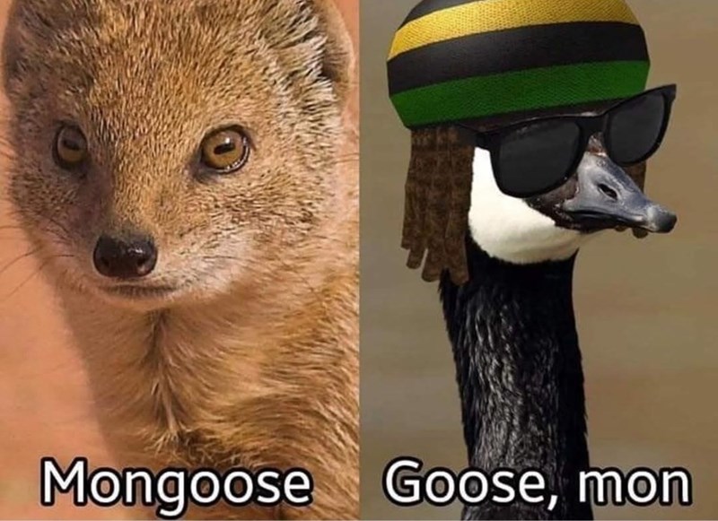 Mongoose Goose, mon