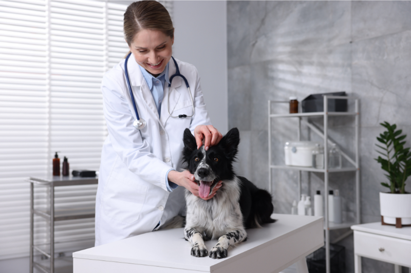 Veterinarian checks a dog on the operating table.