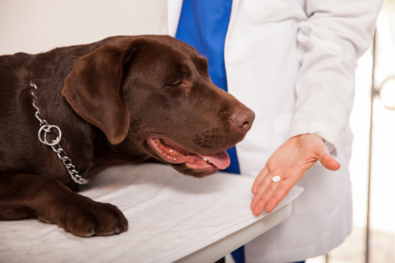 Brown Labrador on a veterinarian's table looking at the hand of the vet, who holds a pill for the dog to consume.