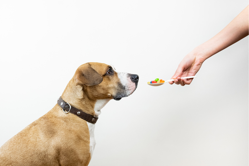 Woman holds a spoon of candy with a pill hidden inside, dog sits and looks at the spoon suspiciously. 