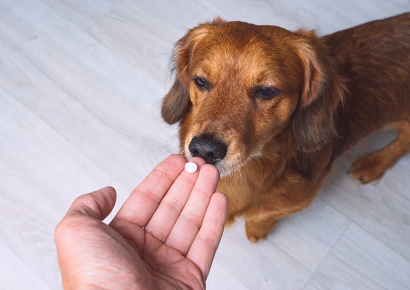 Brown dog looks suspiciously at a pill held by a person's hand, reached out towards the dog.