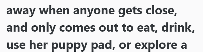 away when anyone gets close, and only comes out to eat, drink, use her puppy pad, or explore a