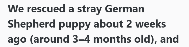We rescued a stray German Shepherd puppy about 2 weeks ago (around 3-4 months old), and